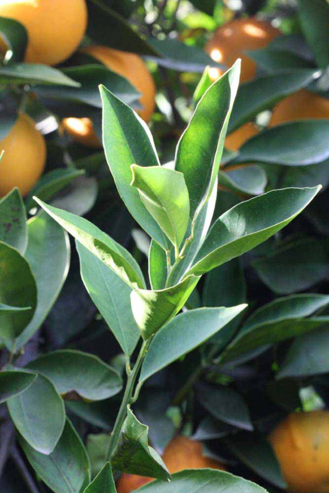            Sun leaves (Riverside, CA)   